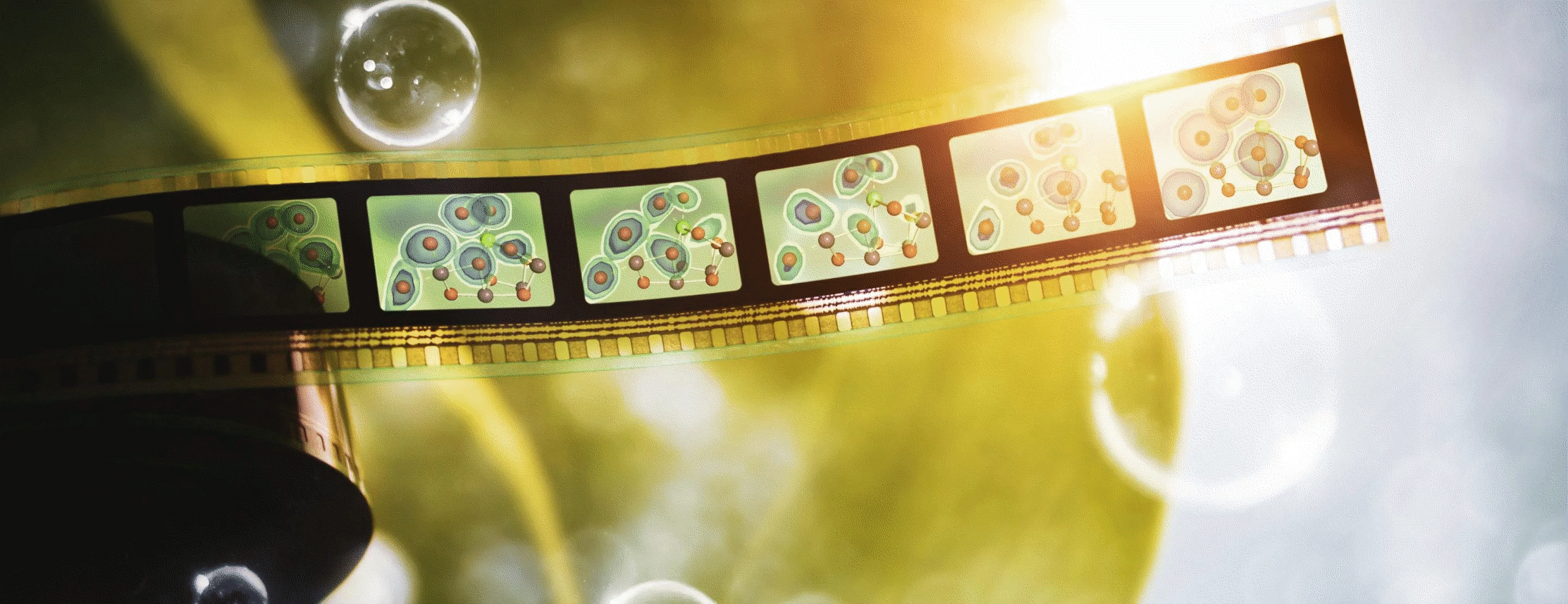 Roll of film showing several frames containing colorful abstract organic shapes reminiscent of cells